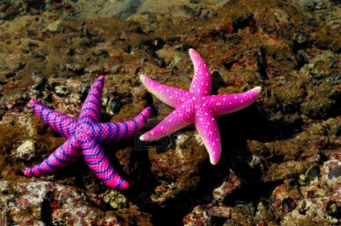 estrella-de-mar-en-la-costa-de-arrecife