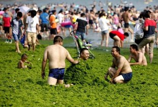 Las-algas-no-son-toxicas-para-el-ser-humano