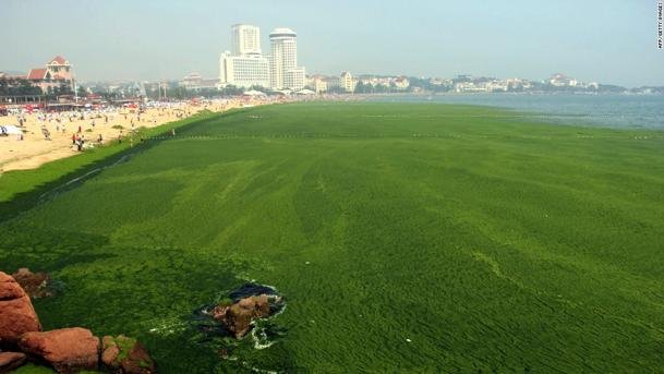 Playa-de-Qingdao-cubierta-de-algas